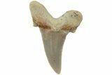 Serrated Sokolovi (Auriculatus) Shark Tooth - Dakhla, Morocco #225229-1